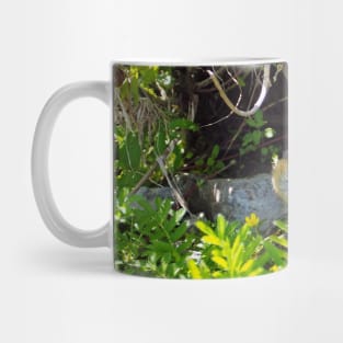 A Juvenile American Robin Hiding In A Bush Mug